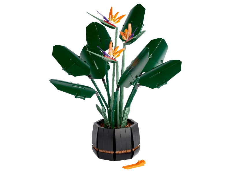 Bird of Paradise