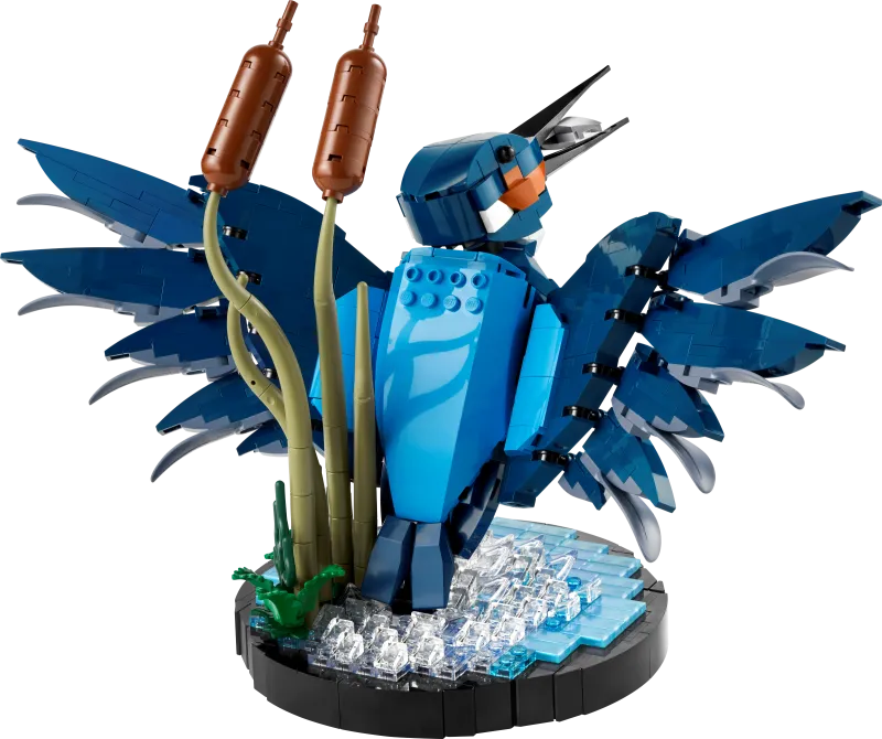 Kingfisher Bird