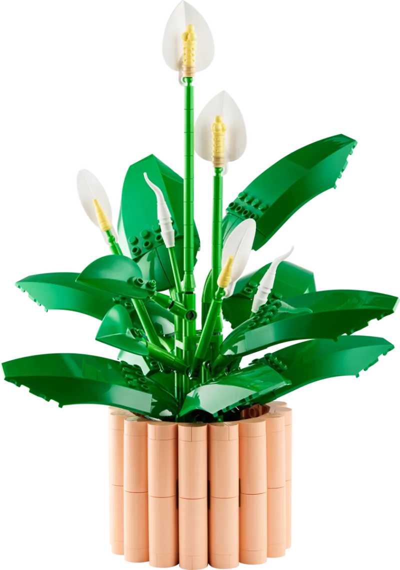 Peace Lily